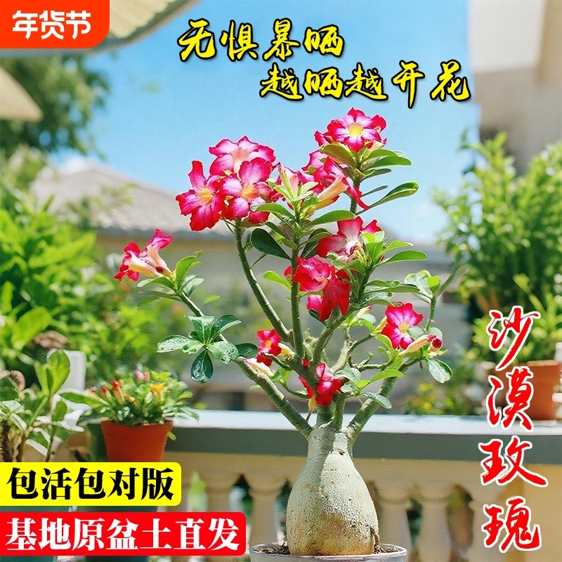 多肉重瓣沙漠玫瑰夏带花苞阳台室内好养小盆栽花卉绿植开花美观