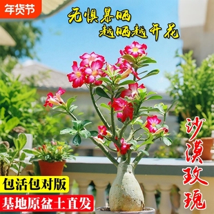 多肉重瓣沙漠玫瑰夏带花苞阳台室内好养小盆栽花卉绿植开花美观