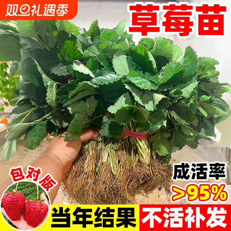草莓苗秧红颜奶油穴盘苗种植新苗草莓盆栽四季裸根阳台室内结果