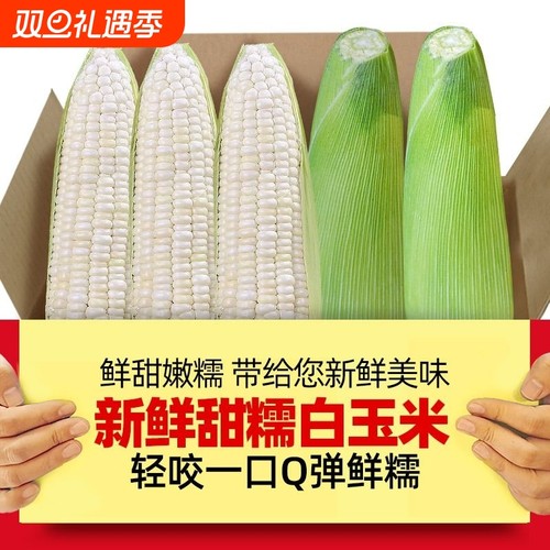 农家白美人糯玉米大果装