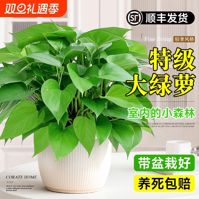 绿萝盆栽室内植物水培卧室客厅长藤绿箩大叶家用新房除甲大盆阳台