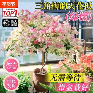 日落三角梅盆栽带花苞室内花卉绿植物阳台高端老桩特大苗重瓣绿樱