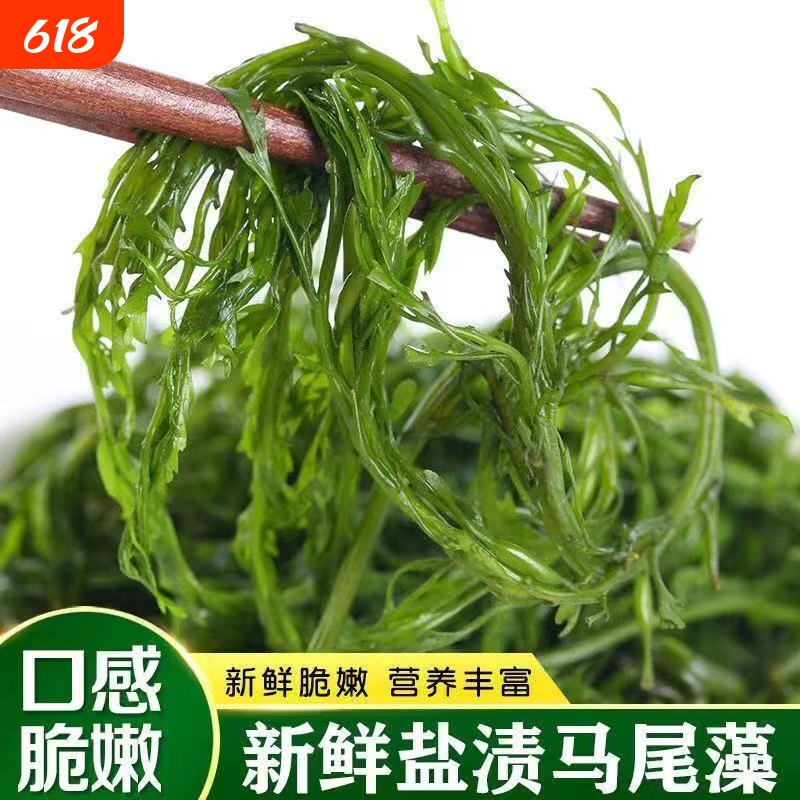 盐渍鞭炮笋新鲜海藻盐渍马尾藻长寿菜海草火锅食材凉拌菜商用批发