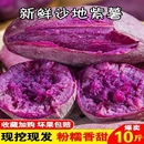 紫色 紫薯新鮮農家自種番薯地瓜沙地板栗紅薯粗糧蜜薯山芋蔬菜當季