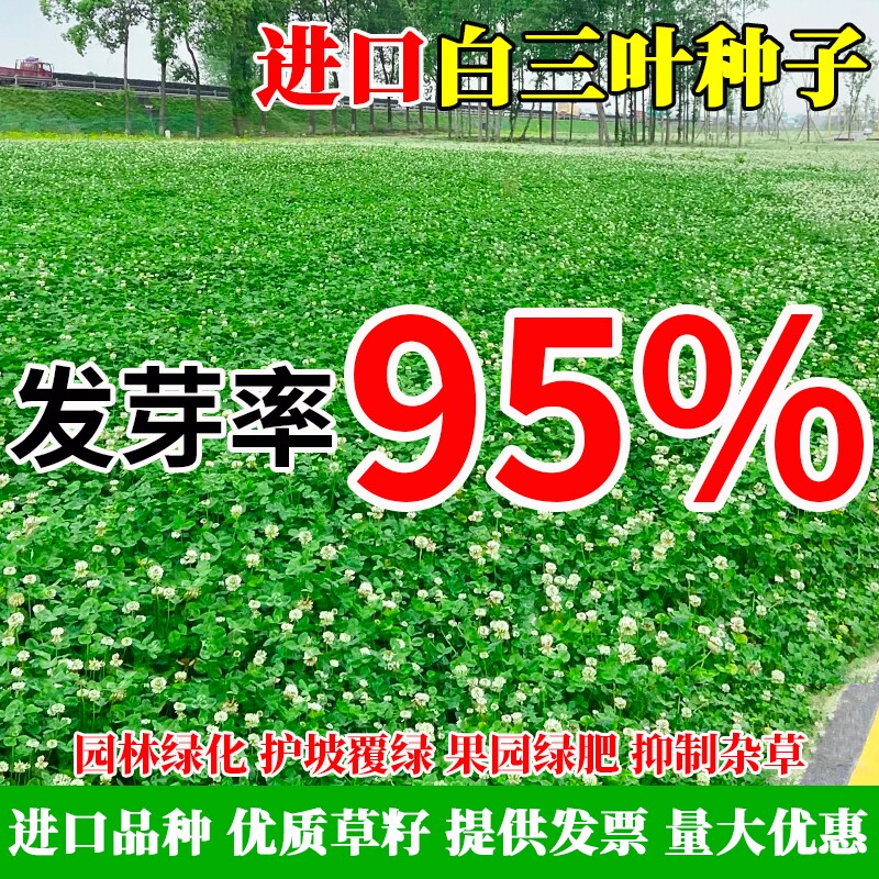 进口三叶草种子红三叶白三叶种籽幸运草四季常青耐寒绿化草坪草籽
