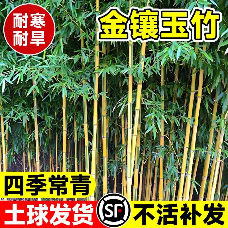 金镶玉竹竹子苗庭院四季常青植物盆栽黄金竹苗罗汉竹紫竹毛竹耐寒										