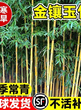 金镶玉竹竹子苗庭院四季常青植物盆栽黄金竹苗罗汉竹紫竹毛竹耐寒