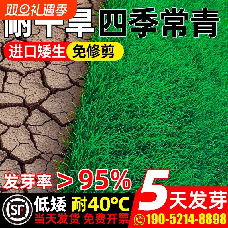 草坪草籽四季常青护坡固土狗牙根庭院地毯草高羊茅绿化黑麦草种子
