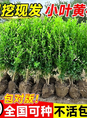 小叶黄杨树苗盆景独杆大叶黄杨冬青黄杨球苗庭院篱笆绿化耐寒新鲜