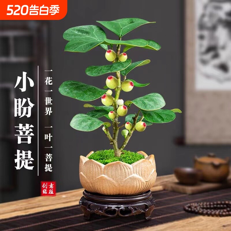 小盼菩提树盆栽禅意摆件发财树盆景办公室内桌面绿植物花卉客厅