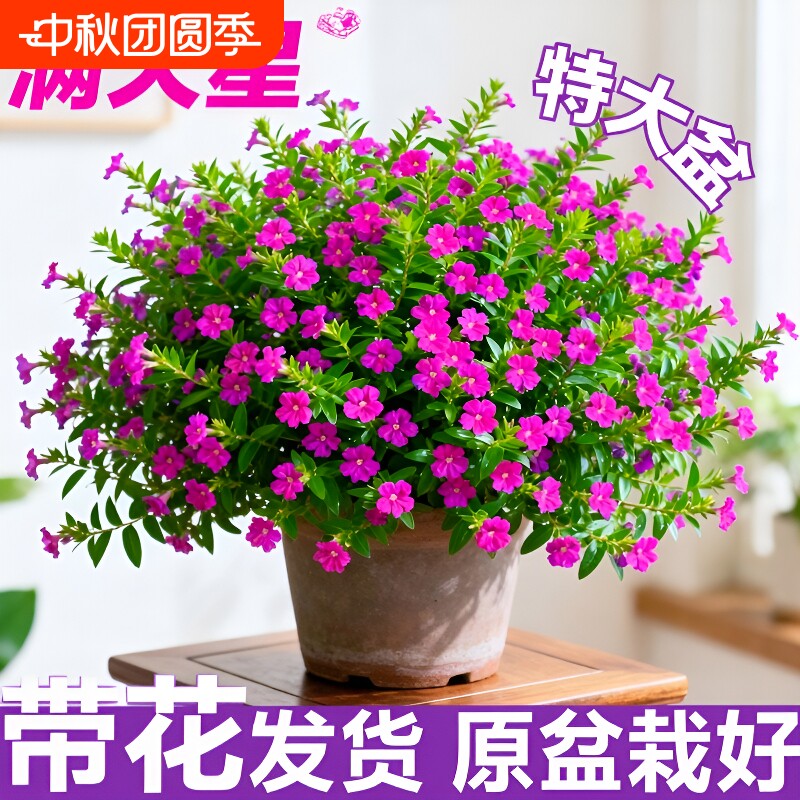 满天星盆栽鲜花好养多季开花带花苞植物阳台花卉花苗室内花期适合图片