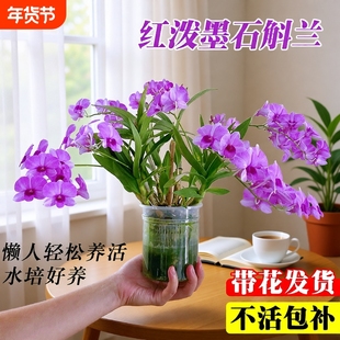 带花苞红泼墨石斛兰花苗室内水培苔藓球好养花卉绿植盆栽粉黛客厅