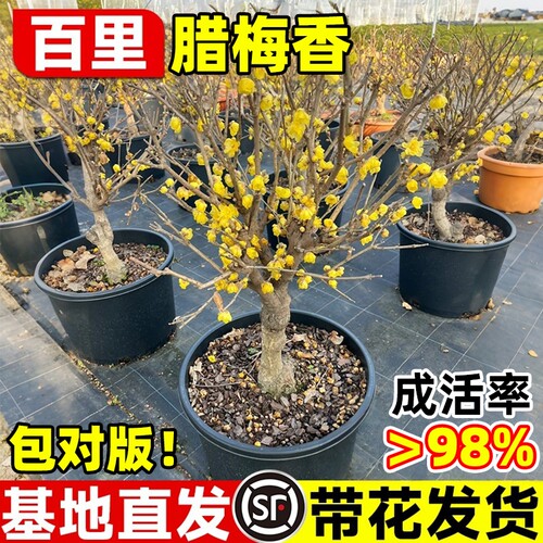 腊梅花树苗盆栽丛生地栽耐寒红梅庭院风景树素心矮化老桩原生蜡梅