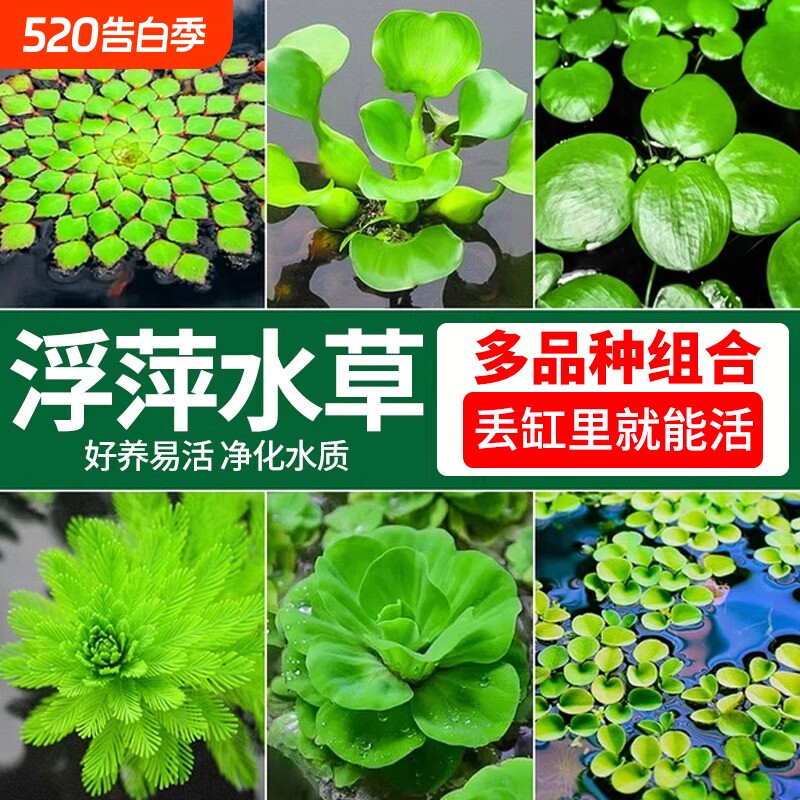 浮萍水草植物一叶莲水葫芦水芙蓉鱼缸造景水培漂浮睡莲净水真水草