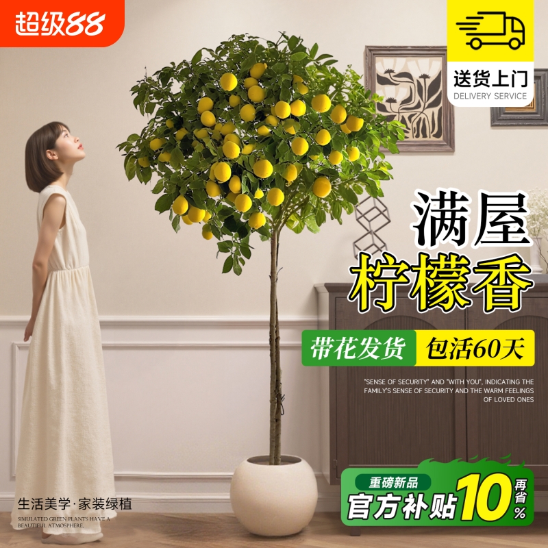 香水柠檬树盆栽带果四季可