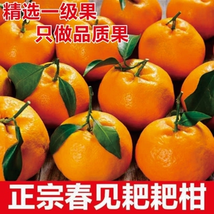 正宗四川春见耙耙柑粑粑柑新鲜水果当季整箱丑八怪杷杷现摘采摘