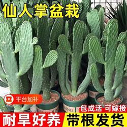 仙人掌盆栽米邦塔墨西哥苗可食用多肉植物绿植品种室内客厅办公桌