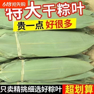干粽叶粽子叶大宽叶家用端午包粽子专用野生正宗新鲜箬叶批发包邮