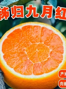 九月红橙子秭归脐橙现摘新鲜水果湖北宜昌当季手剥年货节果冻果园