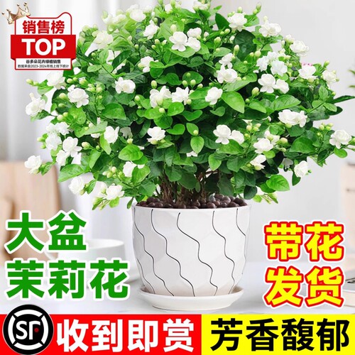 茉莉花盆栽树苗开花植物虎头茉莉带花苞栀子花室内好养活绿植物
