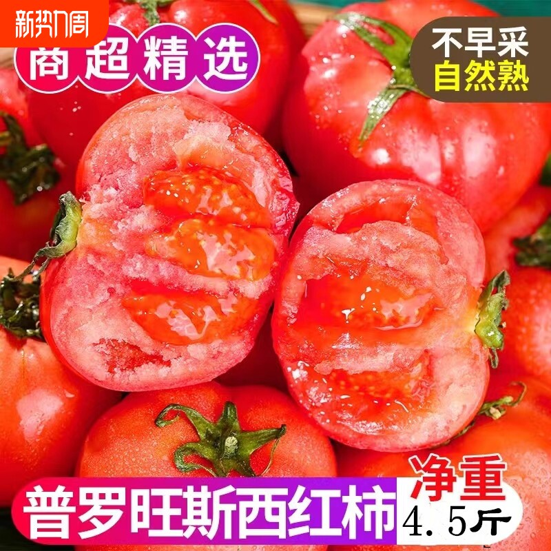 陕西泾阳普罗旺斯水果西红柿新鲜生吃水果沙瓤普罗旺斯番茄当季