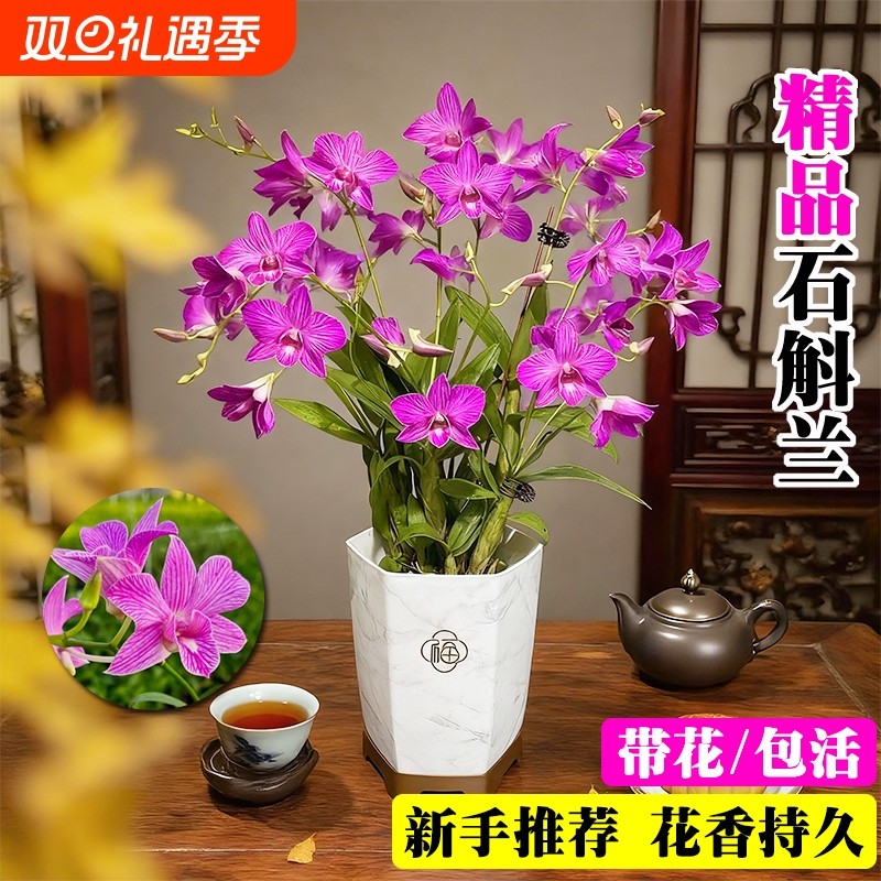 基地直发带花秋石斛粉蝶泼墨兰花苗室内好养浓香可水培花卉盆栽