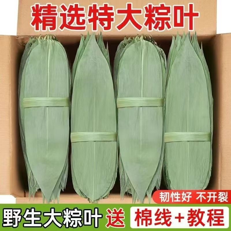 粽叶新鲜粽子叶干叶大号现货特大包粽子的叶子商用棕叶批发价家用