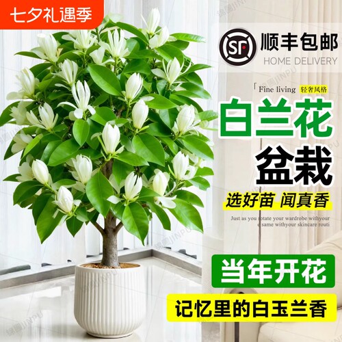 白兰花盆栽老桩玉兰花树苗黄角兰带花苞室内四季开花卉阳台白玉兰