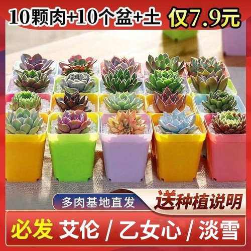 多肉植物组合带盆|超1000次加购