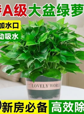 绿萝盆栽室内植物花卉绿植水培长藤垂吊大叶绿箩新房甲醛阳台桌面