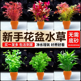 水培植物小花盆鱼缸水草造景专用蜈蚣草升级真草阴性净水定植水草