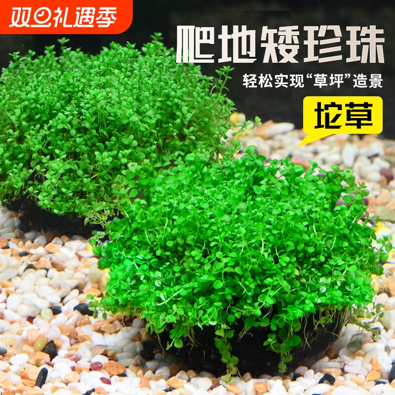 爬地矮珍珠草日本高珍珠坨水草迷你矮坨鱼缸造景专用植物沉底增氧