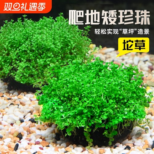 爬地矮珍珠大坨草迷你矮珍珠坨草