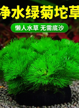 绿菊大坨水草植物|千人回购