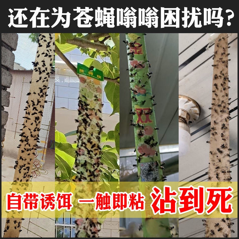【送灭蝇王】一扫光诱杀苍蝇贴