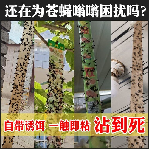 【送灭蝇王】一扫光诱杀苍蝇贴