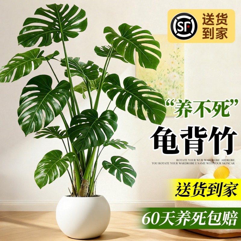 龟背竹客厅大盆栽老桩植物办公室大型绿植室内盆景净化空气除甲醛