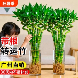 转运竹富贵竹水培植物室内好养龙竹文昌竹客厅招财竹子盆栽粗杆