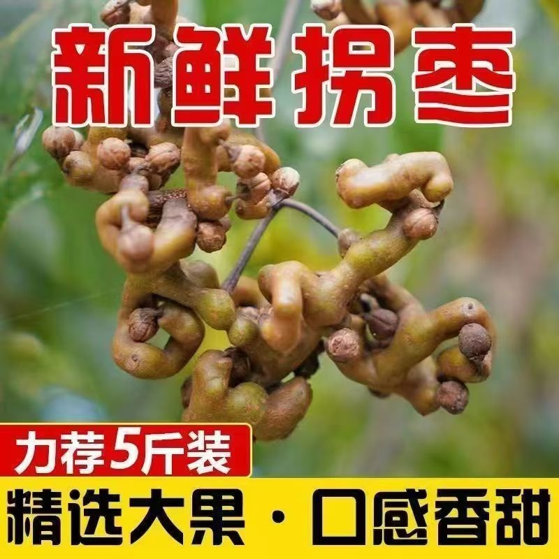 2025年野生陕西秦岭拐枣新鲜水果生吃现摘万寿果鸡爪梨泡酒包邮