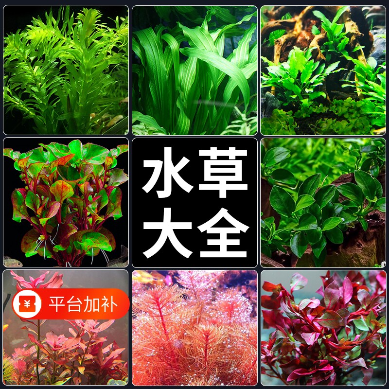 鱼缸水草植物造景真草水榕绿植蜈蚣草水草水质沉木养鱼水罗兰大全