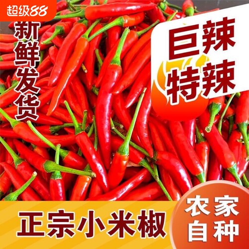 新鲜小米辣特辣小米辣鲜椒朝天椒红辣椒指天椒泡脚红辣椒产地现货