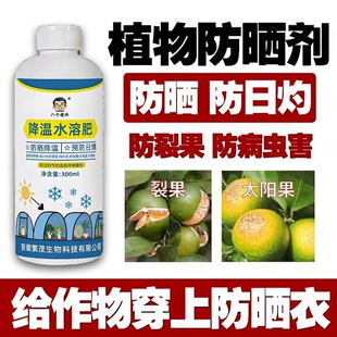 柑橘防晒剂植物果树通用防日气灼抗强光晒高温降温水溶叶面肥蔬菜