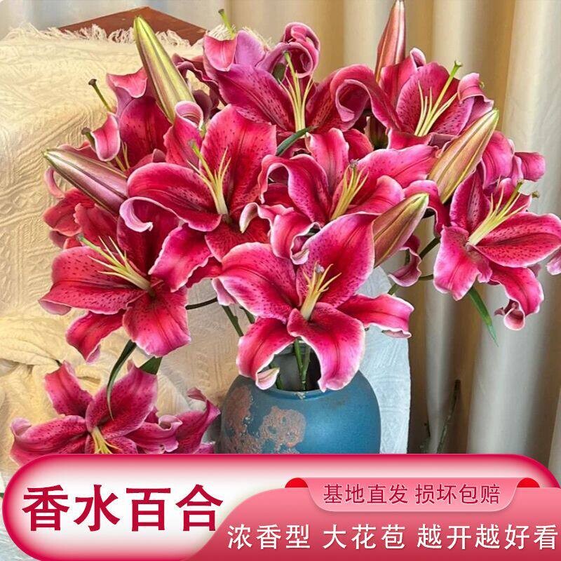 鲜花香水百合云南昆明基地直发玫瑰鲜切花真花批发花束插花客厅