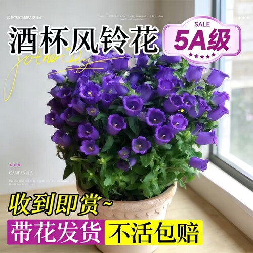 酒杯风铃花盆栽带花苞丹麦风铃花阳台室内办公室四季绿植好养易活