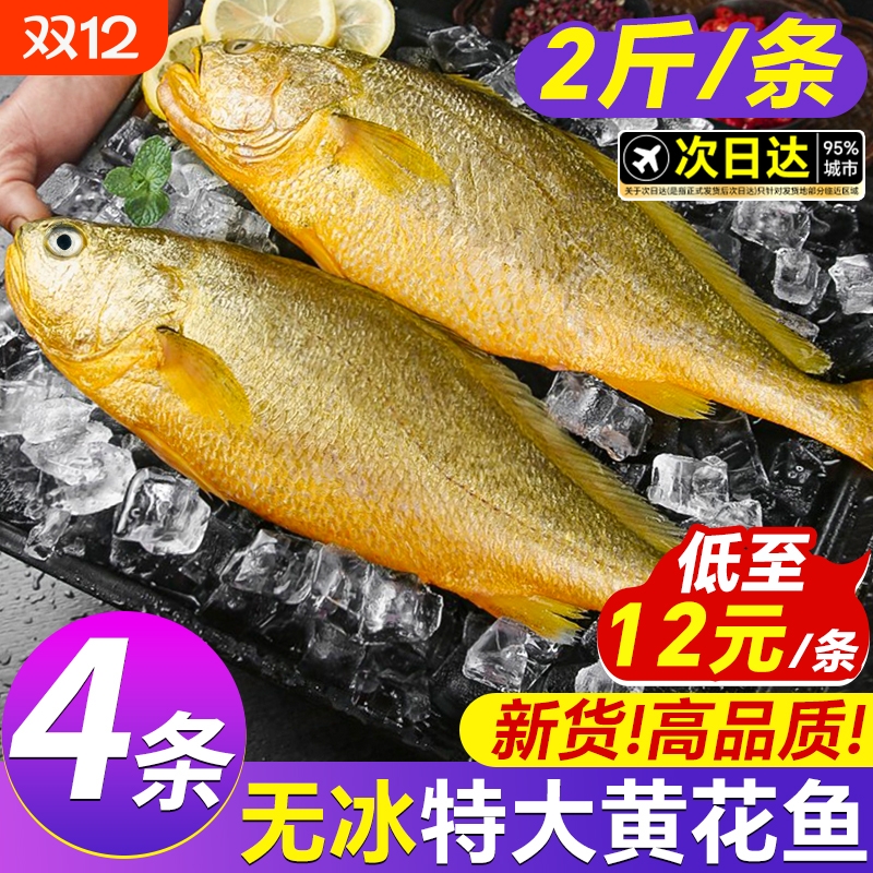 补贴50单！高品质超大黄花鱼4条