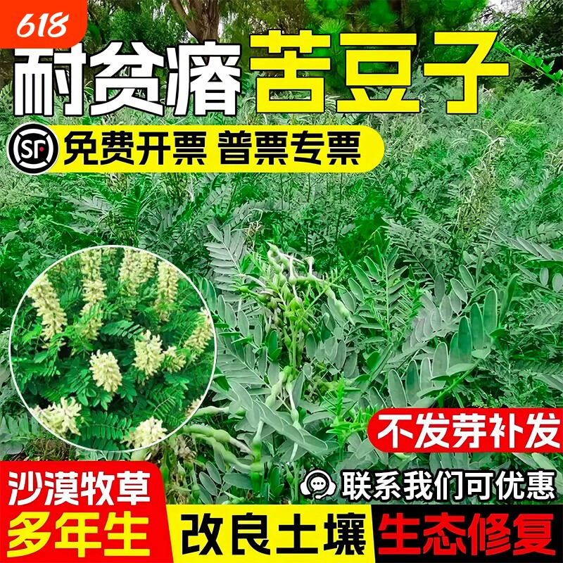 苦豆子种子生态修复沙漠植被牧草种籽耐贫瘠土壤改良矿山复绿草籽