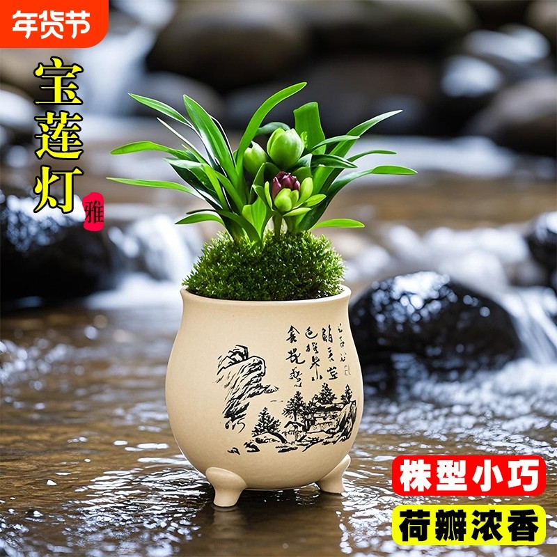精品矮种兰花苗宝莲灯荷瓣夏带花苞室内好养浓香桌面盆栽花卉绿植