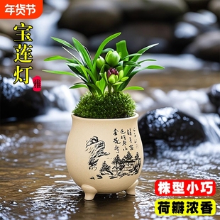 精品矮种兰花苗宝莲灯荷瓣夏带花苞室内好养浓香桌面盆栽花卉绿植