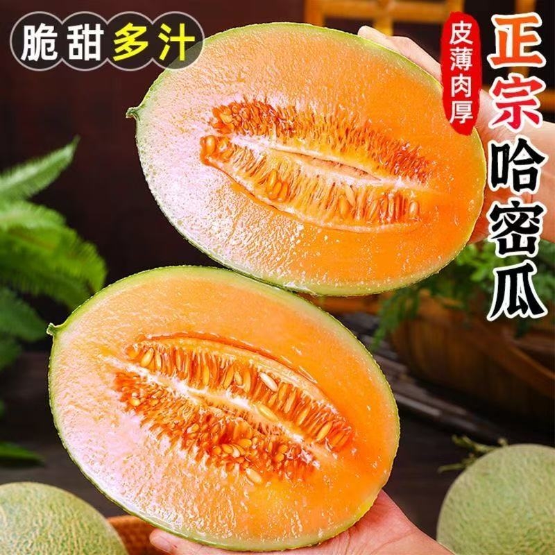 海南哈密瓜新鲜水果斤疆西州蜜瓜当季老汉瓜网纹甜瓜香