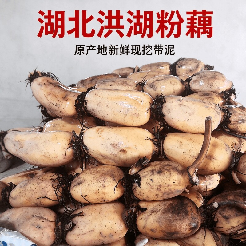 洪湖粉藕湖北特产新鲜现挖精选中段粉糯莲藕农家原生态种植煲汤藕